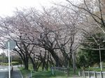 160331白山神社桜トンネル