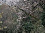 160403山桜風情