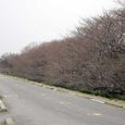 狛江市・西河原公園3月22日-2