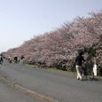 狛江市・西河原公園3月28日-2