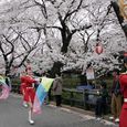 多摩区宿河原・二ヶ領用水さくら祭り4月2日-30