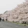 狛江市・西河原公園4月4日-03