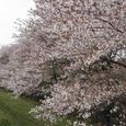 狛江市・西河原公園4月8日-04