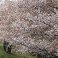 狛江市・西河原公園4月8日-06