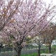 宮前区・平瀬川親水公園4月10日-01