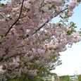 宮前区・平瀬川親水公園4月15日-14