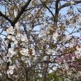 宮前区・平瀬川親水公園4月15日-12