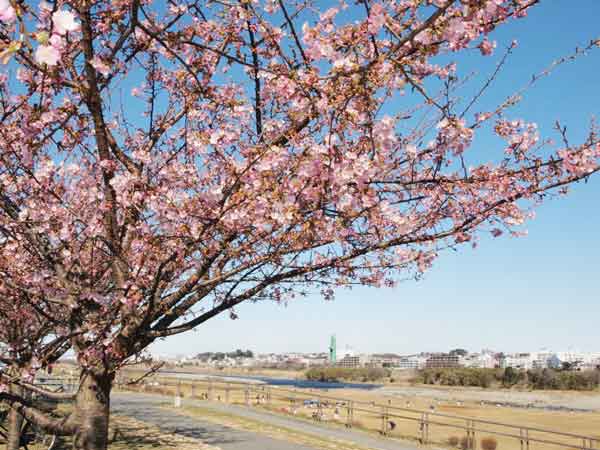 100207tamagawa06