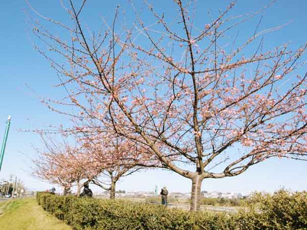 100207tamagawa02