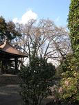 100310koufukuji01