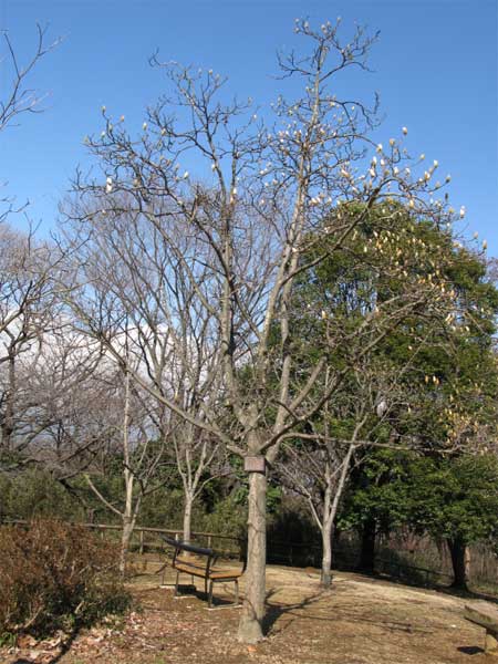 100310ikutaryokuchi01
