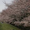 狛江市・西河原公園3月28日-4