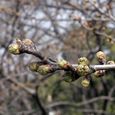 狛江市・西河原公園3月21日-1