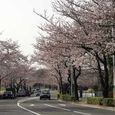 狛江市・西河原公園3月28日-10