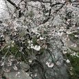 多摩区宿河原・二ヶ領用水3月29日-2