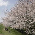 狛江市・西河原公園3月31日-3