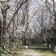 番外　麻生区白山神社3月31日