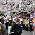 多摩区宿河原・二ヶ領用水さくら祭り4月2日-32