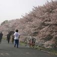 狛江市・西河原公園4月8日-05