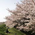 狛江市・西河原公園4月6日-04