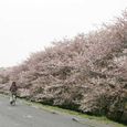 狛江市・西河原公園4月10日-04