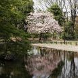 狛江市・西河原公園4月15日-08