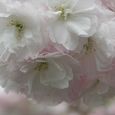 麻生川4月16日-05