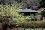 100316ikutaryokuchi04