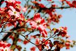 100421nikaryou06