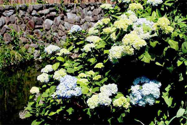 20100528nikaryohonsen02