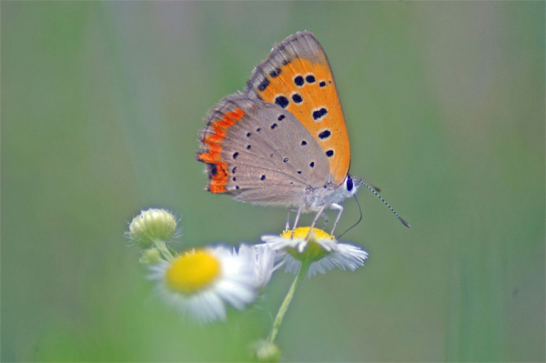 20100719benisijimi