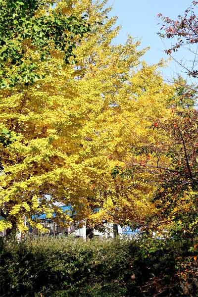 20101118nakanoshima03