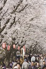 100403asaogawa02