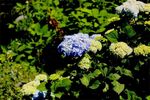 20100528nikaryohonsen01