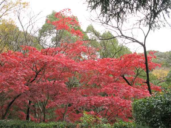 20101123minkaen02