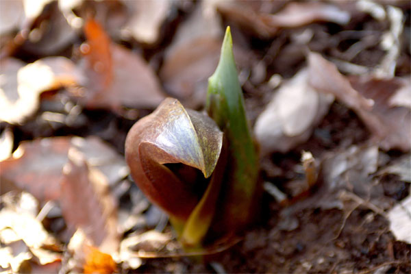 20110121ikutaryokuchi03