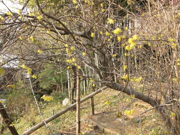 20110124jyokeiji03