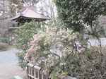 20110303kofukuji01