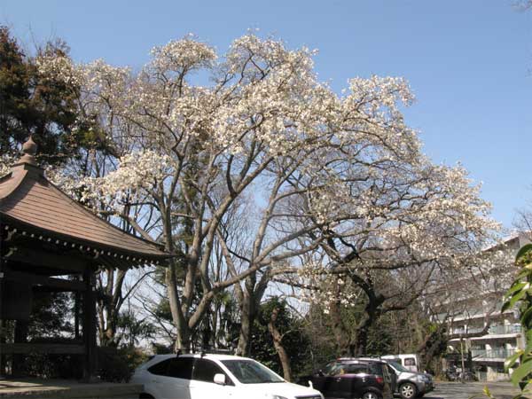 20110319kofukuji01