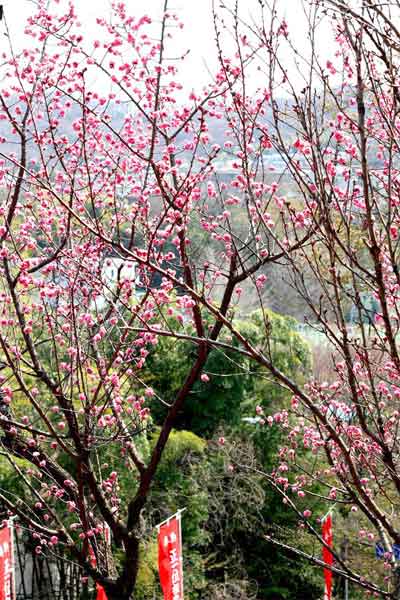 20110330negishiinari05