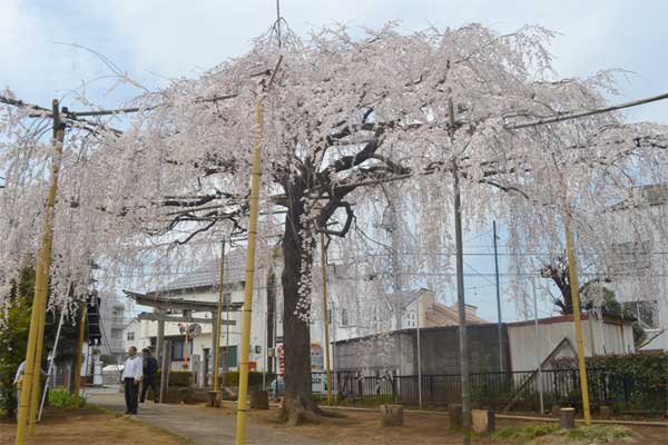 20110402sugajinjya05