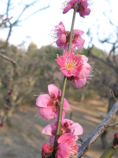 20110203ikutabaien02