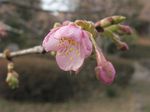 20110219asaokuyakusyo02
