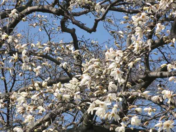 20110319kofukuji02