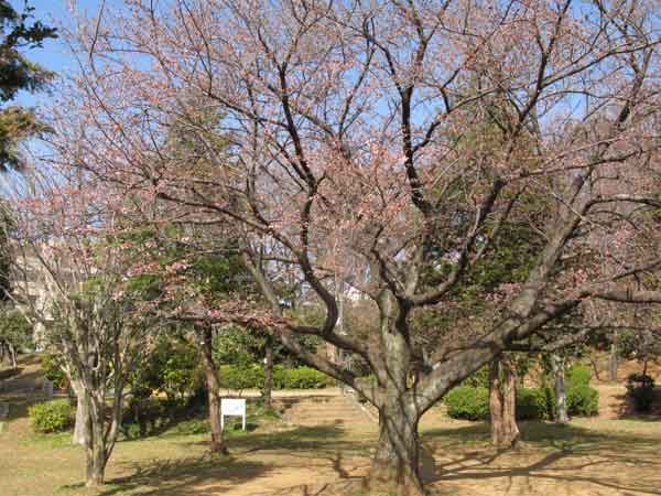 20110404koubounomatu01