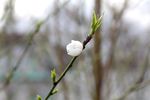 20110310nikaryohonsen05