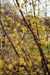 20110310nikaryohonsen01