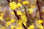 20110310nikaryohonsen02