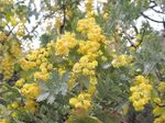 20110322kozoji03