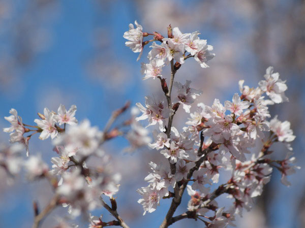 20110327todorokiryokuchi01